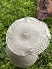 Amanita vaginata