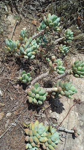 Pachyphytum hookeri
