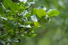 Alnus serrulata