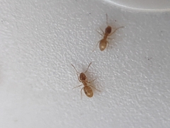 Brachymyrmex depilis