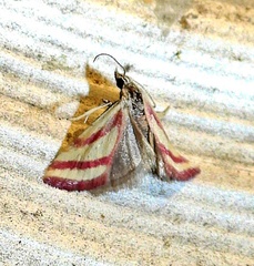 Microtheoris vibicalis