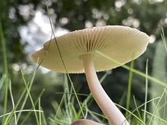 Amanita vaginata