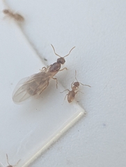 Brachymyrmex depilis