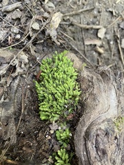 Fissidens