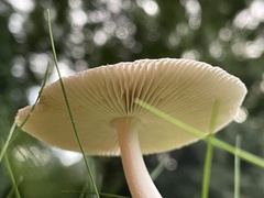 Amanita vaginata