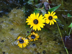 Rudbeckia fulgida