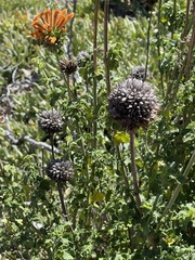 Leonotis ocymifolia