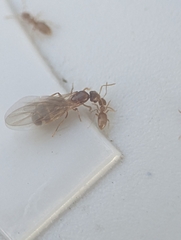 Brachymyrmex depilis