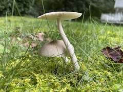 Amanita vaginata