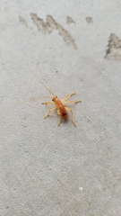 Camptonotus carolinensis