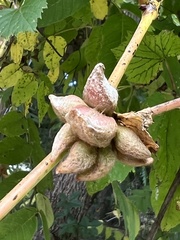 Ampelomyia vitiscoryloides