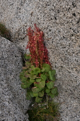 Oxyria digyna