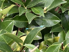 Paracercion hieroglyphicum