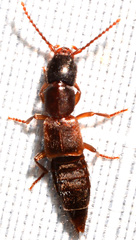 Achenomorphus corticinus