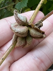 Ampelomyia vitiscoryloides