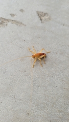 Camptonotus carolinensis