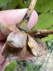 Ampelomyia vitiscoryloides