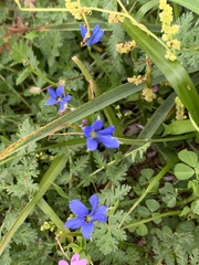 Tecophilaea violiflora