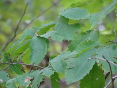 Castanea ozarkensis