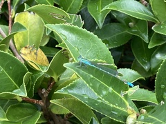 Paracercion hieroglyphicum