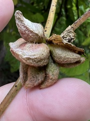 Ampelomyia vitiscoryloides