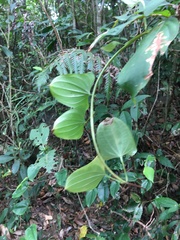 Stemona tuberosa