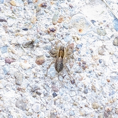 Tigrosa helluo