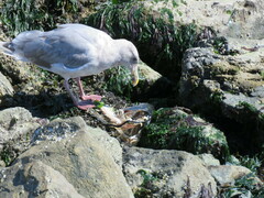 Larus glaucescens
