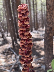 Pterospora andromedea