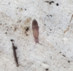 Entomobrya unostrigata