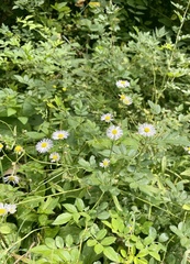 Erigeron annuus