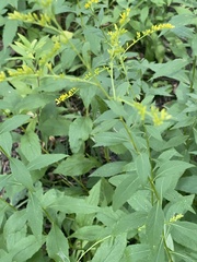 Solidago ulmifolia