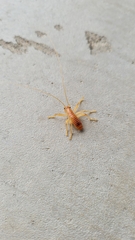 Camptonotus carolinensis