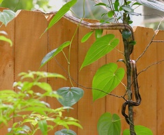 Pantherophis alleghaniensis