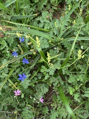 Tecophilaea violiflora