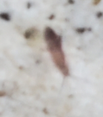 Entomobrya unostrigata