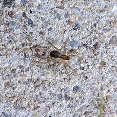 Tigrosa helluo