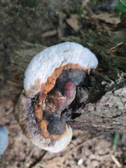 Fomitopsis pinicola