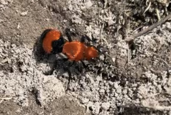 Dasymutilla occidentalis
