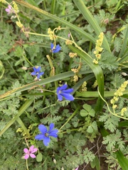 Tecophilaea violiflora