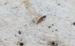 Entomobrya unostrigata