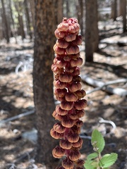 Pterospora andromedea