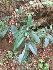 Turpinia ternata