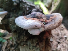 Fomitopsis pinicola