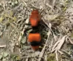 Dasymutilla occidentalis