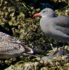 Larus heermanni