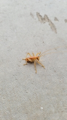 Camptonotus carolinensis