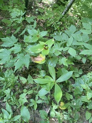 Medeola virginiana