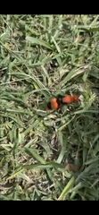 Dasymutilla occidentalis