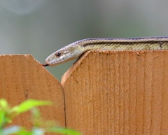 Pantherophis alleghaniensis